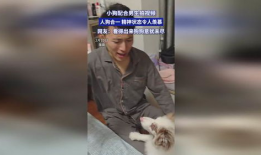 狗配人视频,温馨治愈的配对瞬间